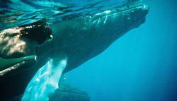 A baby Humpback visits with a friend. Taken on the Silver... by Lisa Denning 